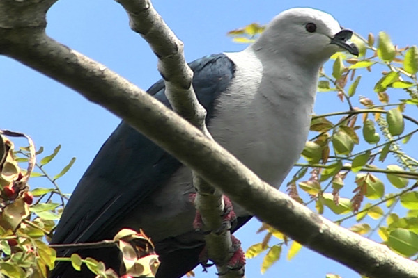 Maroon-breasted Fruit Dove