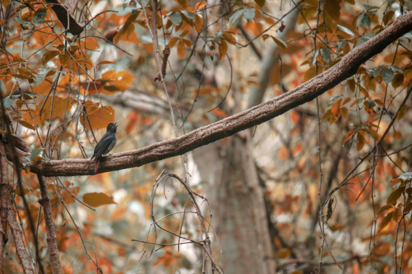 Maroon Oriole