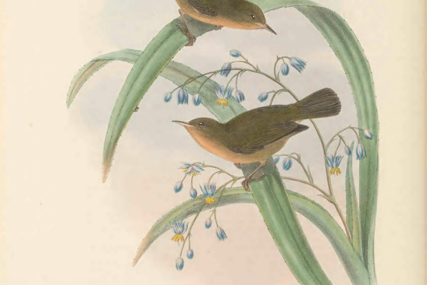 Maroon Oriole