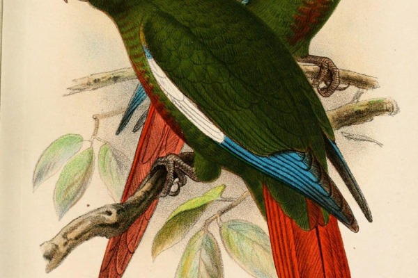 Maroon-tailed Parakeet