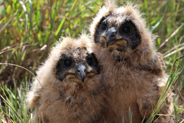 Marsh Owl