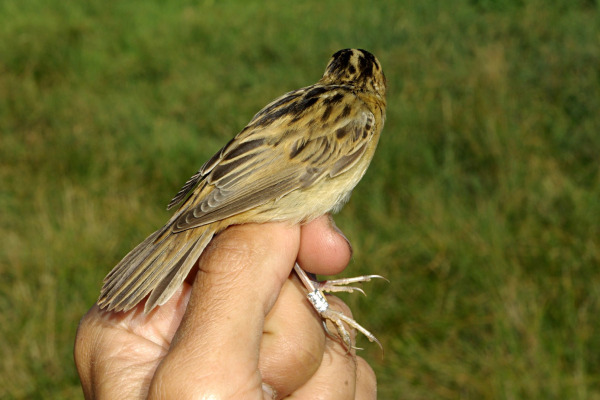 Marsh Warbler