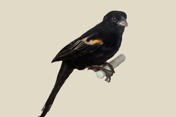 Marsh Widowbird