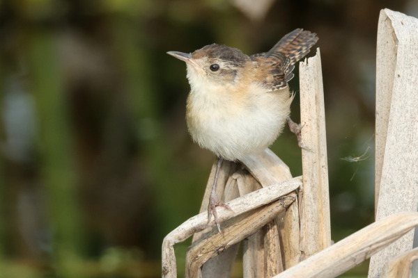 Marsh Wren