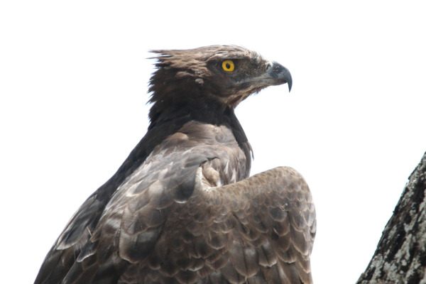Martial Eagle