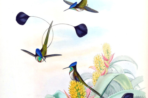 Marvelous Spatuletail