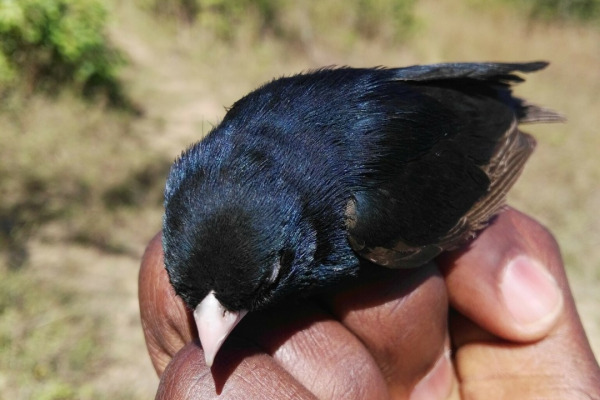 Mary's Paradise Whydah