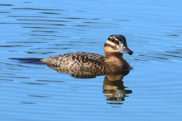 Masked Duck