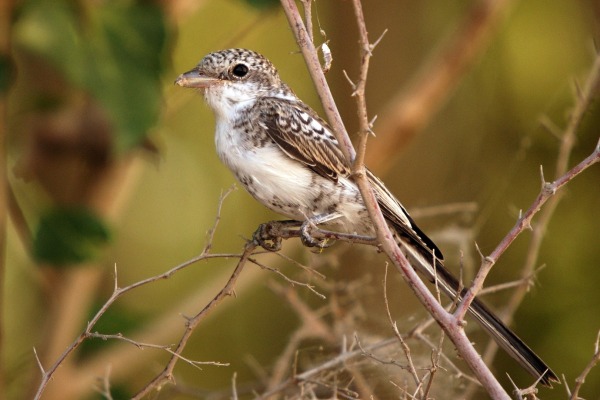 Masked Shrike