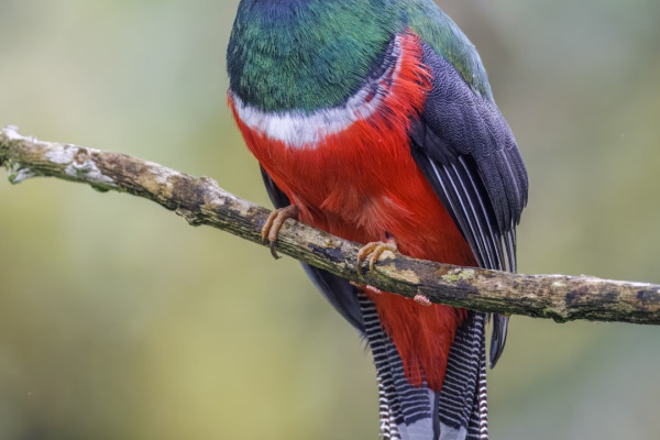 Masked Trogon