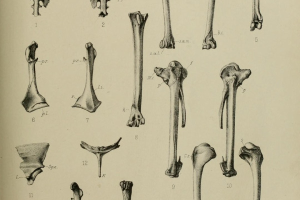 Mauritian Night Heron