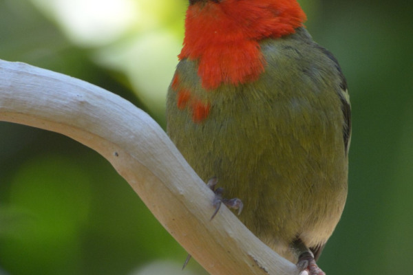Mauritius Fody