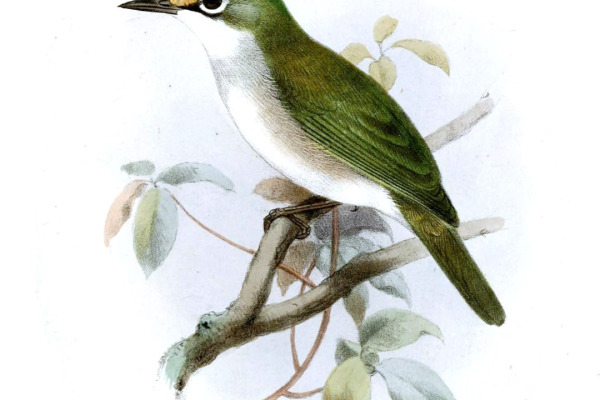 Mauritius Grey White-eye