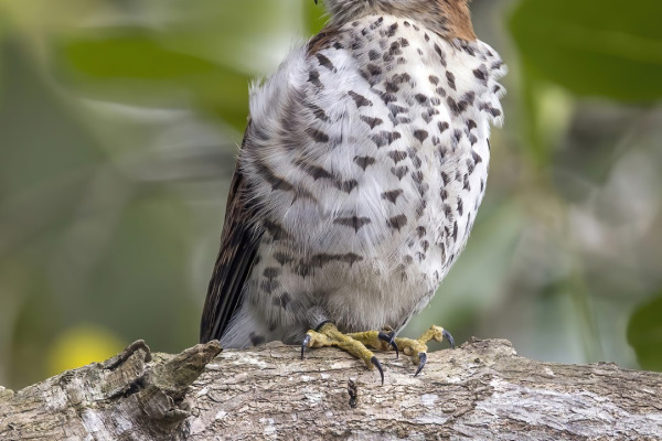 Mauritius kestrel