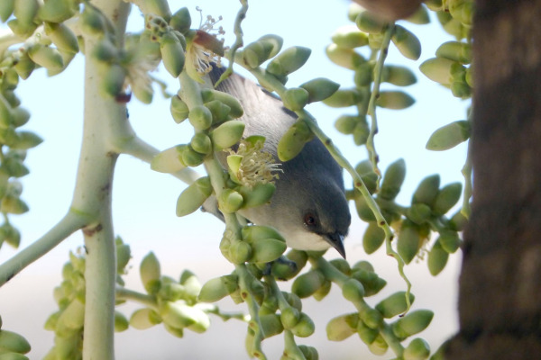 Mauritius White-eye