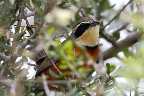 Maximilian's Antbird