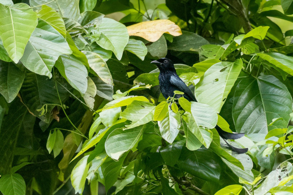 Mayotte Drongo