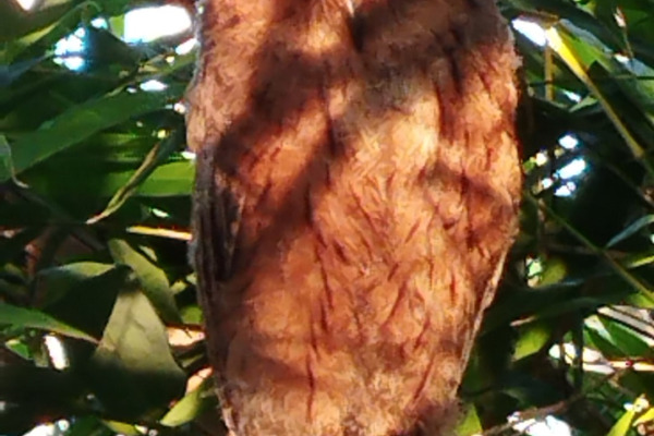 Mayotte Scops Owl