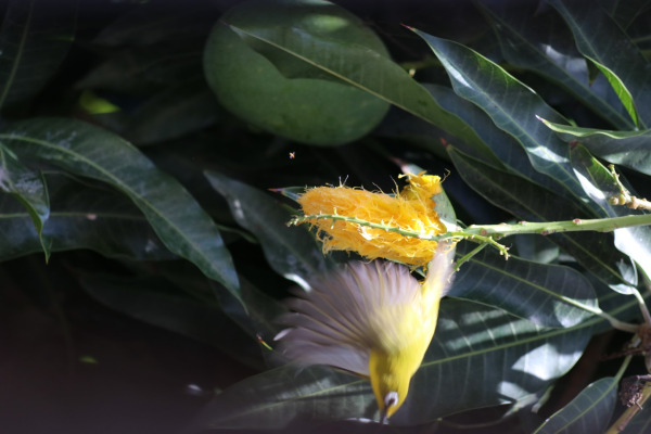 Mayotte White-eye