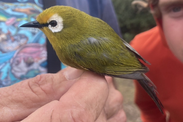Mbulu White-eye