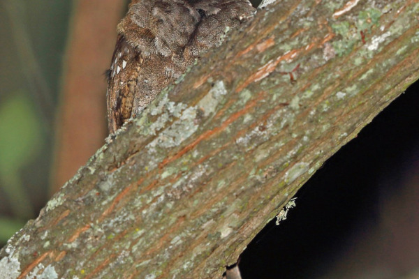 McLeod's Nightjar