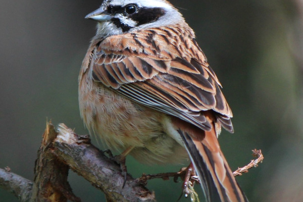 Meadow Bunting