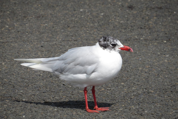 Mediterranean Gull