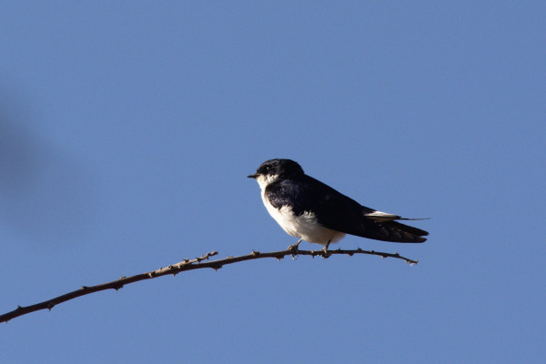 Mega Swallow