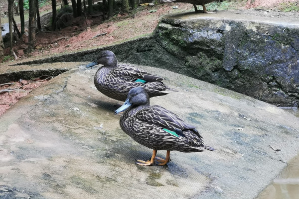 Meller's Duck