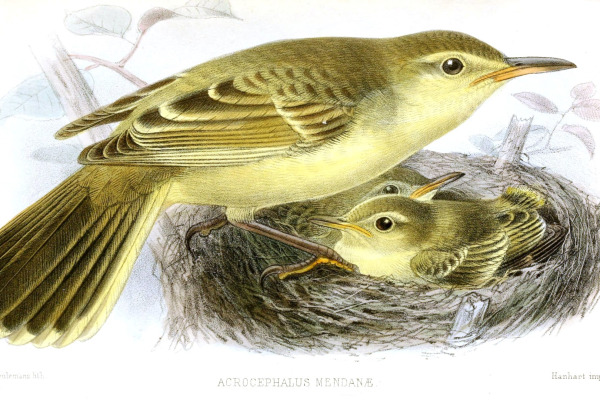 Mendanae Reed Warbler