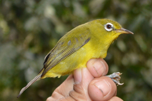 Meratus White-eye