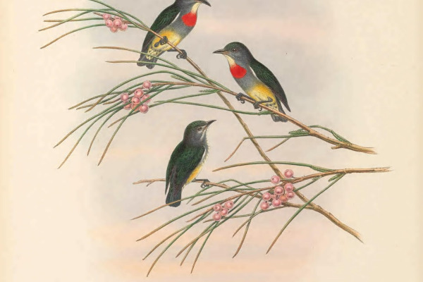 Metallic Flowerpecker