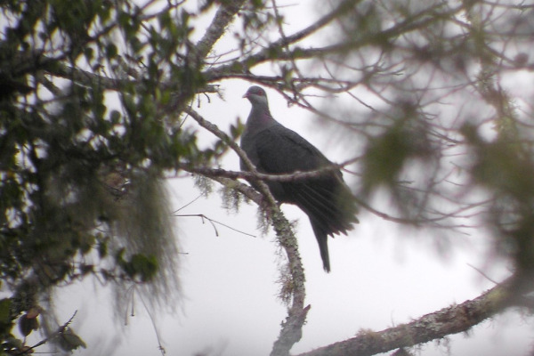 Metallic Pigeon