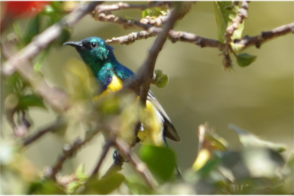 Metallic Starling