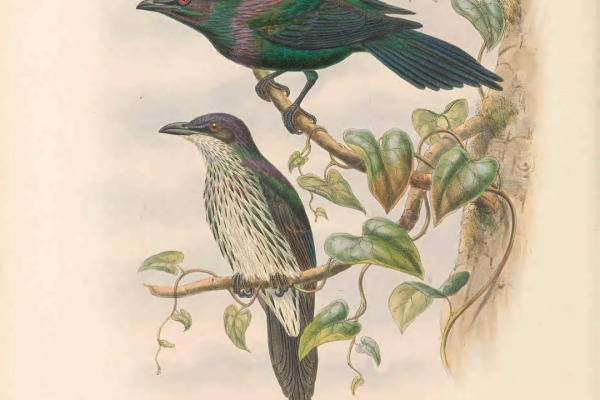 Metallic Starling