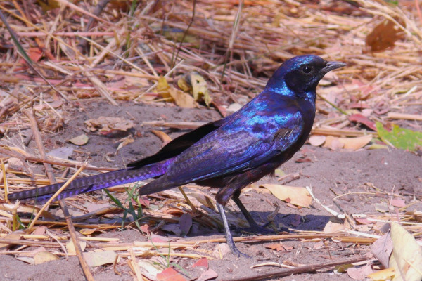 Meves's Starling