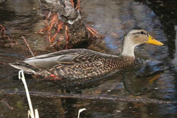 Mexican Duck