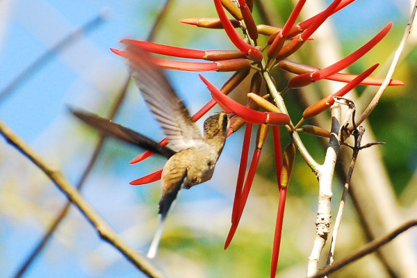 Mexican Hermit