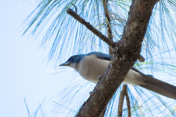 Mexican Jay