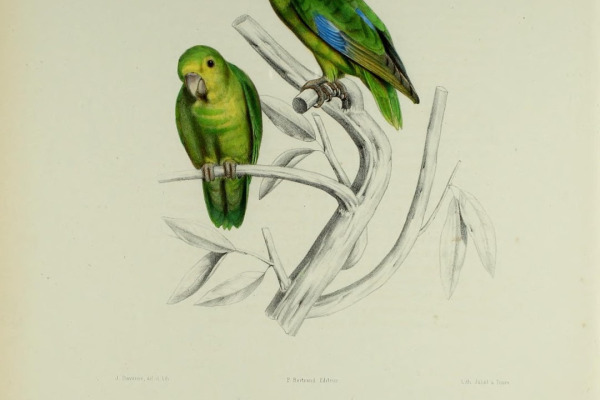 Mexican Parrotlet
