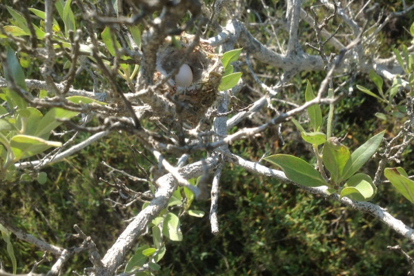 Mexican Sheartail