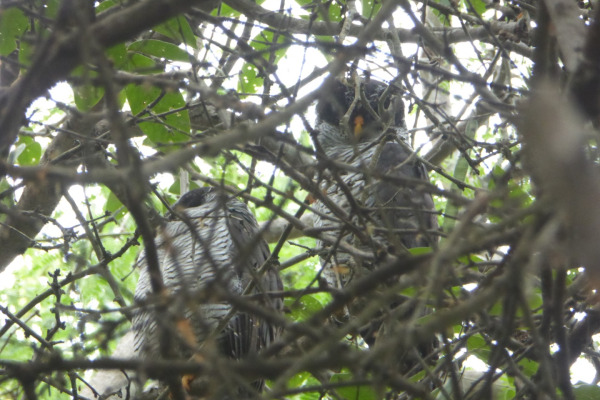 Mexican Spotted Owl