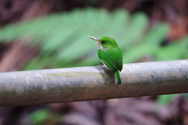 Mexican Tody