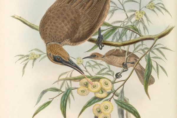 Meyer's Friarbird
