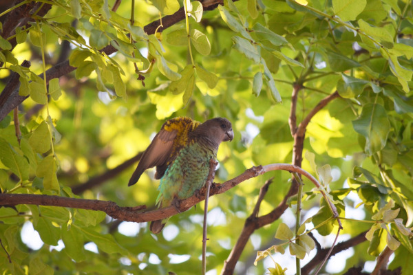 Meyer's Parrot