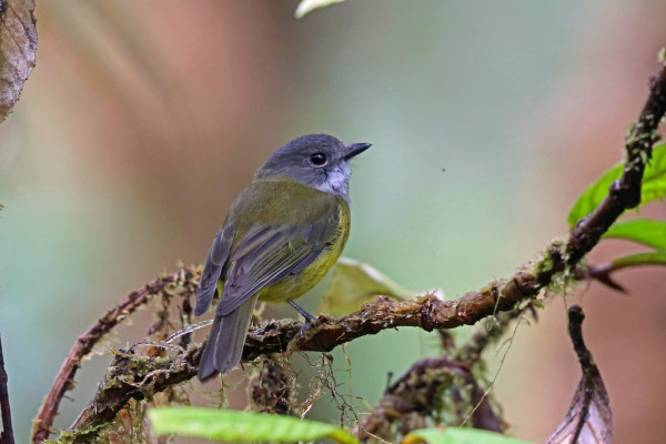 Meyer's Shrike-robin
