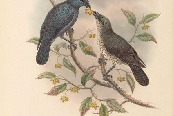 Micronesian Starling