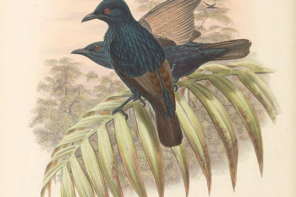 Micronesian Starling