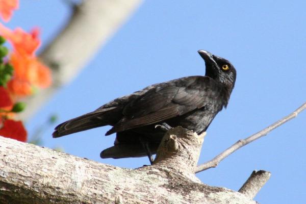 Micronesian Starling