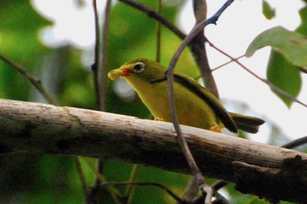 Micronesian White-eye